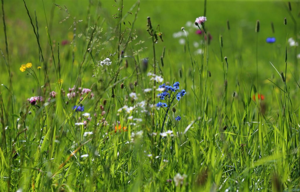 Pasto largo césped hierba sin podar.