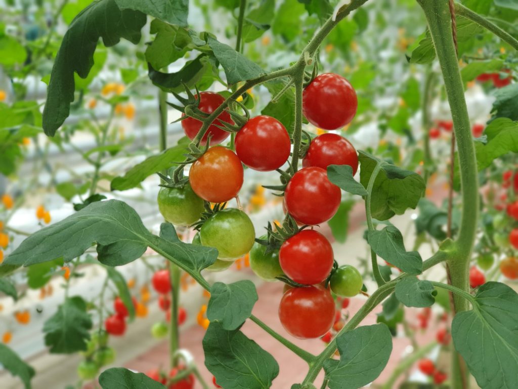 tomates sin suelo agricultura cultivo tarapacá norte chile