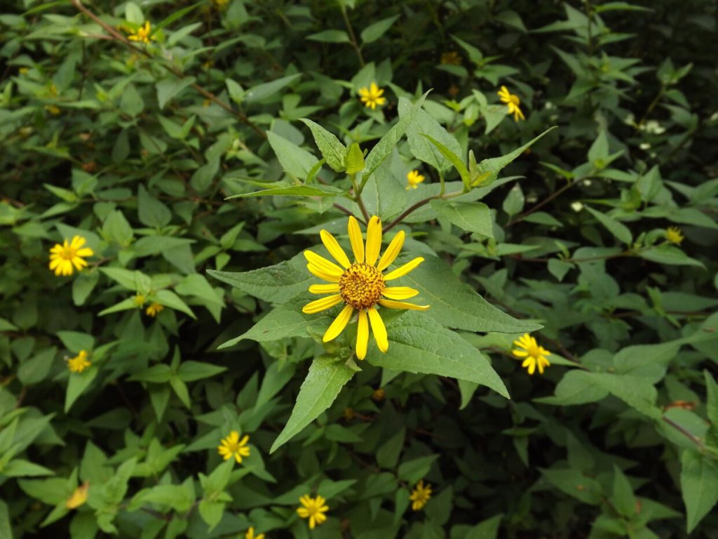 Leptocarpha rivularis. Plantas en la lucha contra el cáncer.