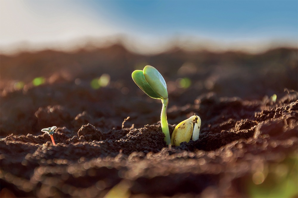 bioestimulante microorganismos agricultura pesticidas pseudomonas lini