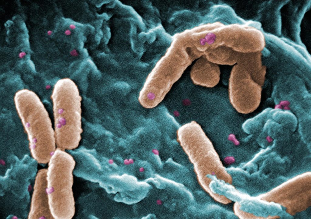 bacteria pseudomonas lini bioestimulante agrícola agricultura