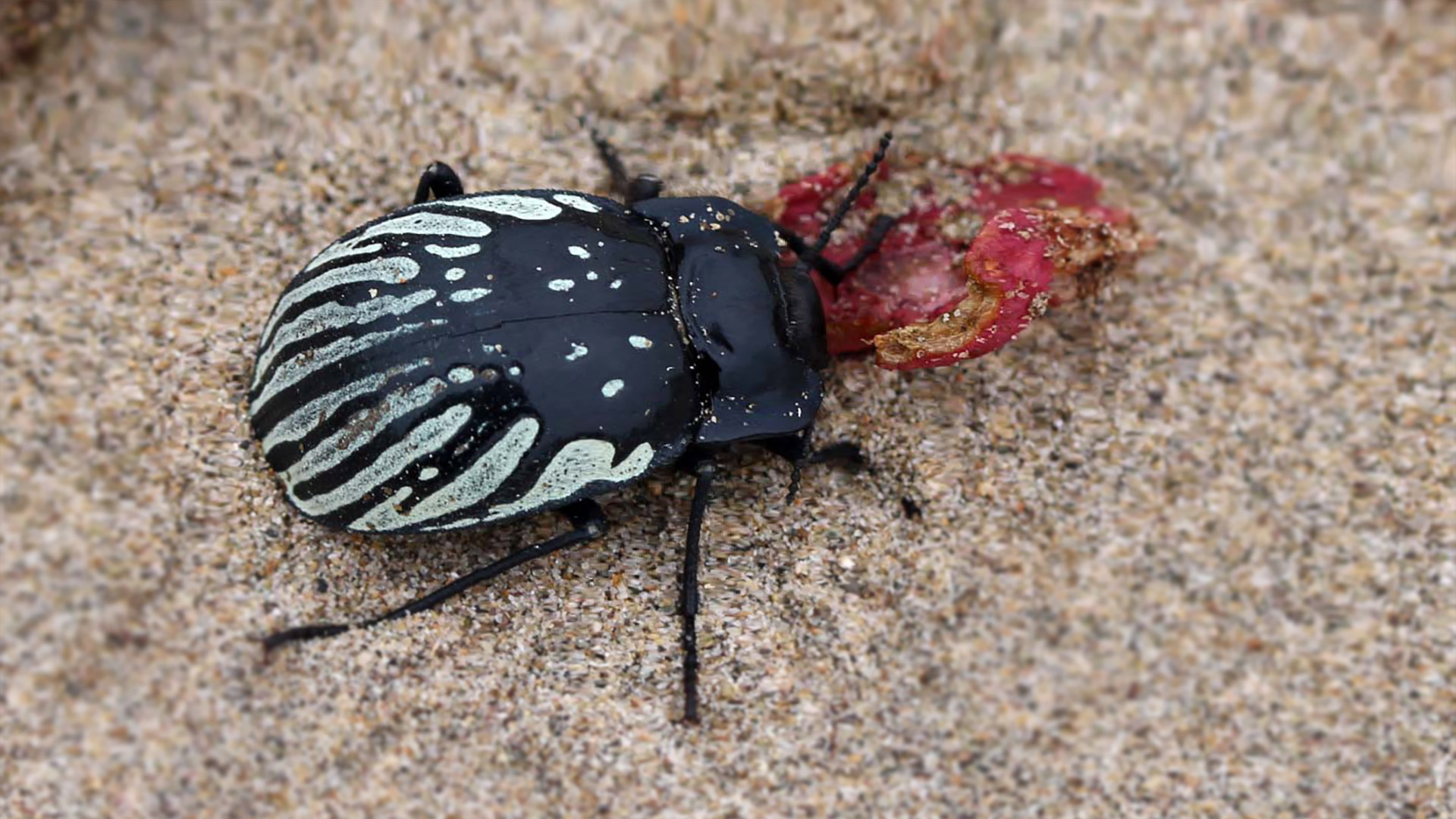 escarabajo insectos comestibles comida carne gyriosomus chile ciencia atacama