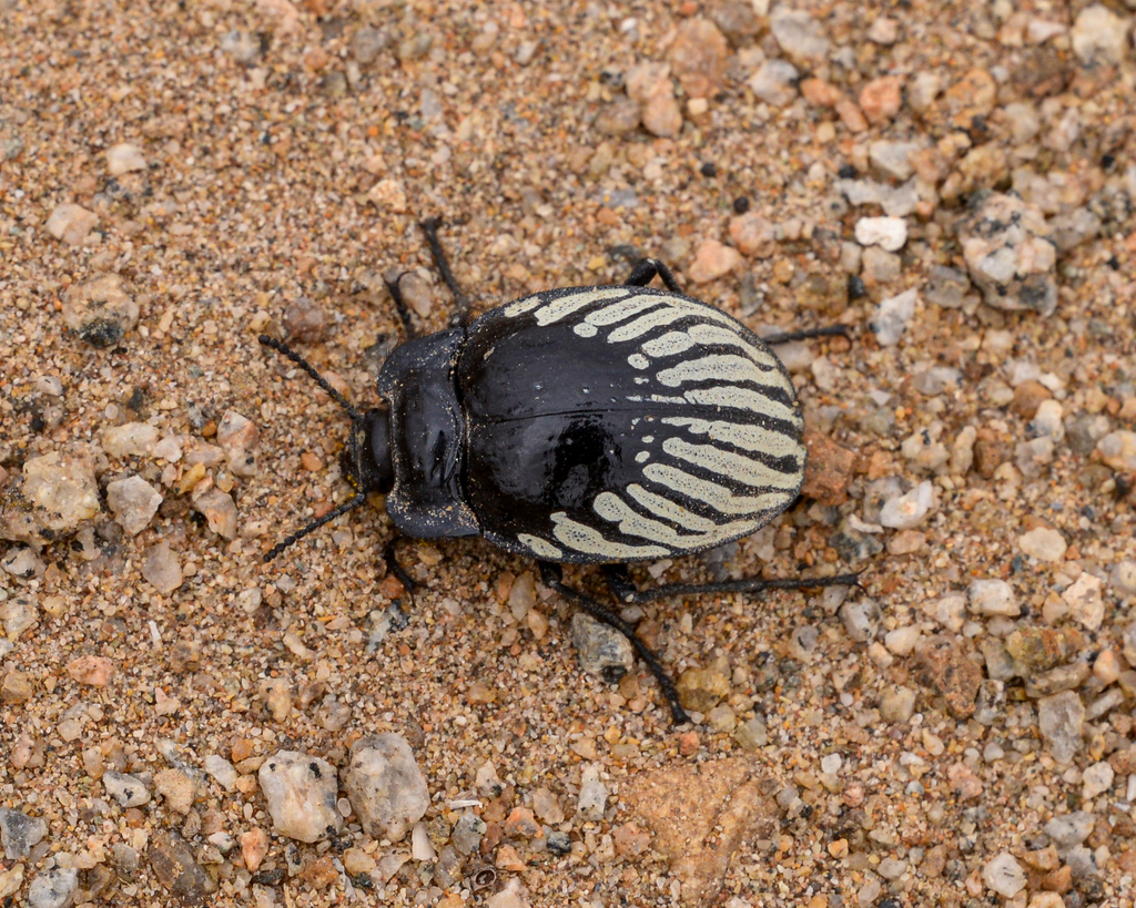 escarabajo insectos comestibles comida carne gyriosomus chile ciencia atacama