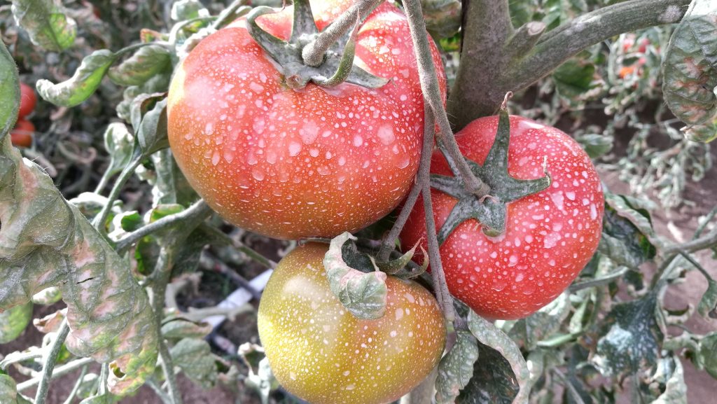 tomate poncho negro universidad de tarapacá elizabeth bastías