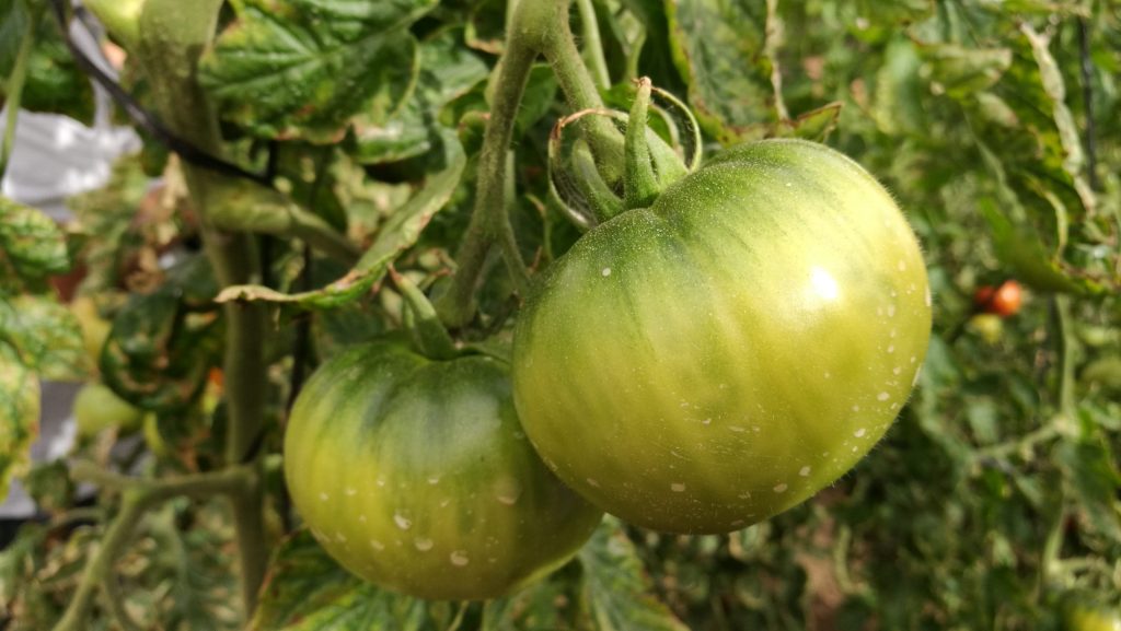 tomate poncho negro universidad de tarapacá elizabeth bastías