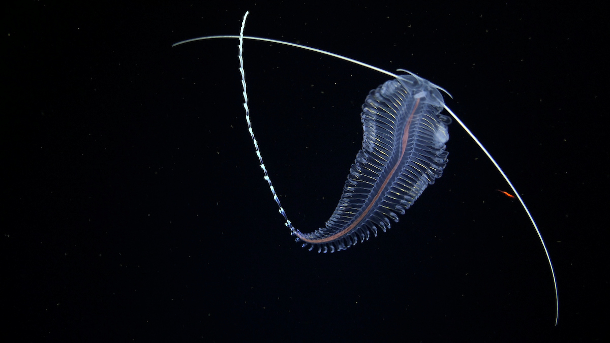 fosa de atacama fondo marino universidad autónoma aparna banerjee schmidt ocean institute