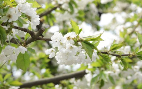 cerezos flor frío invierno cerezas chile andrea miyasaka cambio climático cálidos fruta