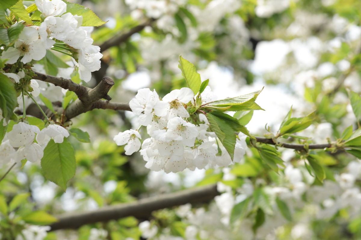 cerezos flor frío invierno cerezas chile andrea miyasaka cambio climático cálidos fruta