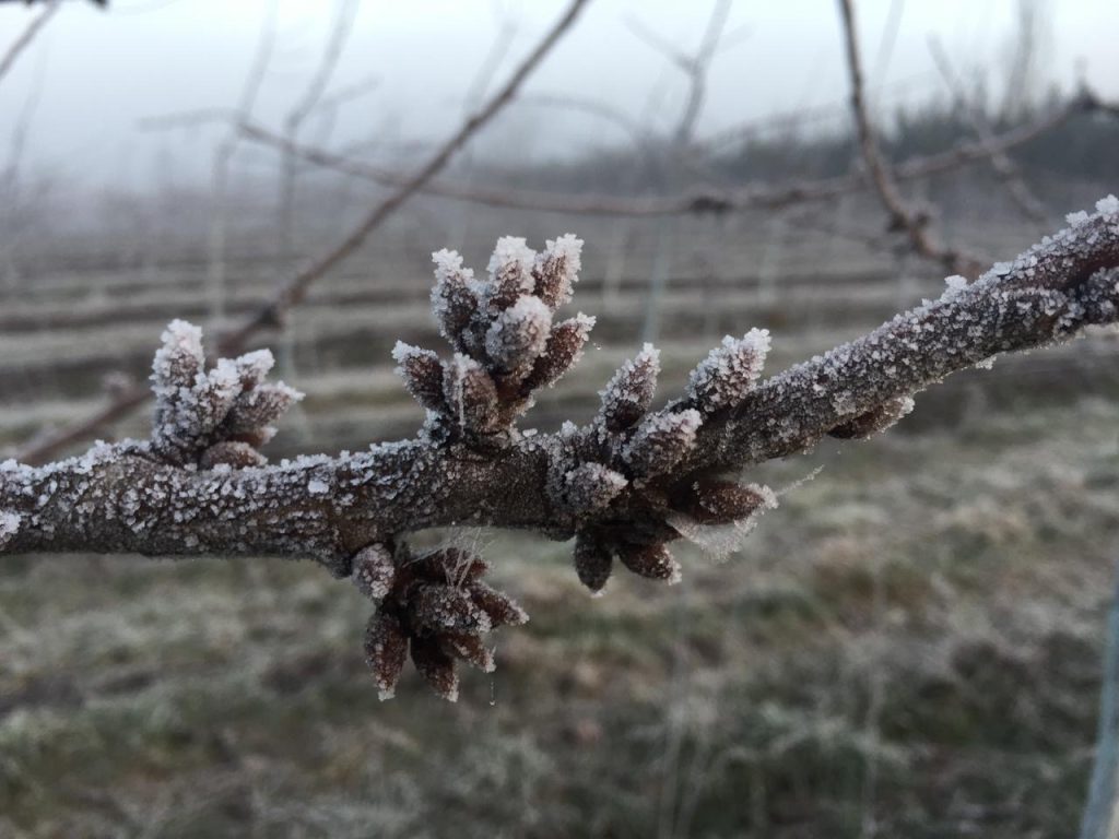 cerezos flor frío invierno cerezas chile andrea miyasaka cambio climático cálidos fruta