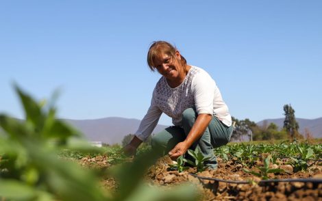 campo productora rural nutrición universidad de atacama alimentación agricultura familiar campesina innovación salud